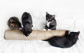 Four kittens and scratching post on white sheet background.