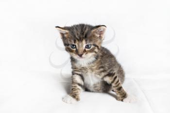 Tabby kitten cat sitting on white sheet background.
