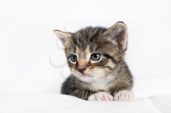 Close-up of tabby kitten lies on white sheet background.