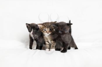 Group of kittens cats stands on white sheet background.