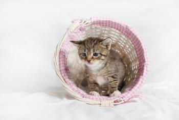 Cute kitten sits in a wicker basket on white sheet background.