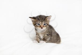 Little tabby kitten cat sitting on white sheet background.