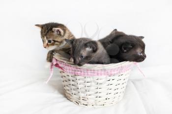 Kittens are sitting in a wicker basket on white sheet background.