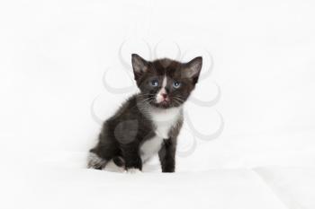 Cute black and white spotted kitten sitting on a white sheet.