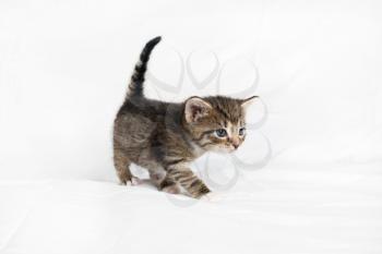 Cute tabby kitten walks around a white sheet.