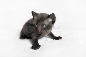 Little black kitten on white sheet background.