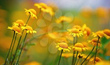 Yellow camomile flowers. Beautiful meadow flowers. Shallow depth of field. Selective focus.