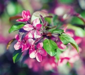 Pink spring flowers. Blossoming tree branch. Shallow depth of field. Selective focus.