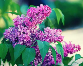 Purple lilac blooms in the garden. Lilac flowers with green leaves. Selective focus.