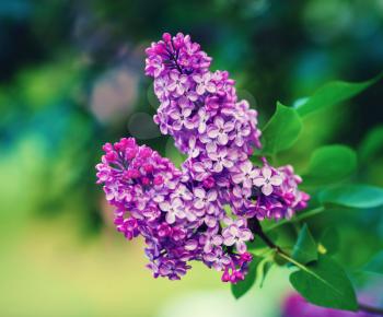 Purple lilac flowers with green leaves. Selective focus.