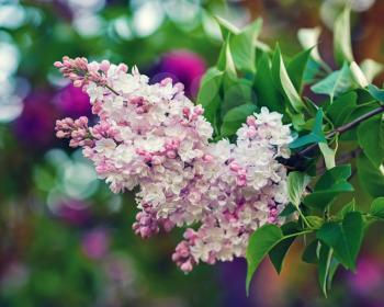 Photo of pink lilac branch in the garden. Shallow depth of field. Selective focus.