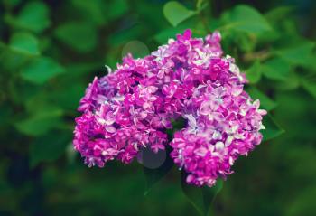 Macro view of purple lilac flowers and green leaves. Shallow depth of field. Selective focus.
