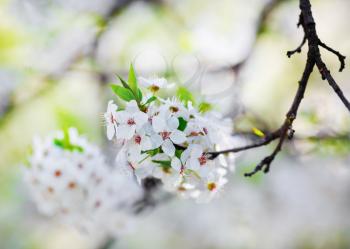 White blooming cherry tree branch with tender flowers. Spring blossom. Shallow depth of field. Selective focus.