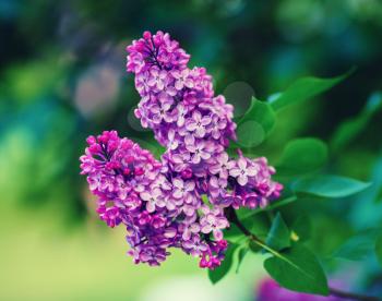 Spring lilac flowers. Purple lilac branch in the garden. Shallow depth of field. Selective focus.