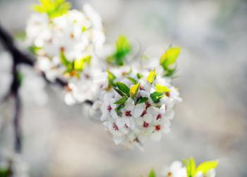 Blooming tree branch with white tender flowers. Spring nature scene.Shallow depth of field. Selective focus.