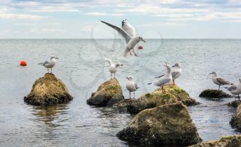 Seagulls on the stones. Birds of the sea. Black Sea coast.