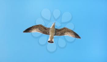 Seagull flies in the sky. Gull in flight.