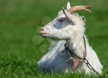 Goat in the meadow. Close-up portrait of a goat with horns on green grass background.