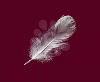 White feather on burgundy background. Flat lay.