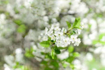 Horizontal spring blossom bokeh background