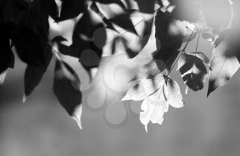 Horizontal black and white tree leaves bokeh flare top aligned background backdrop
