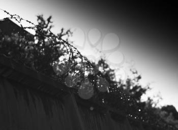 Diagonal jail barbed wire bokeh background