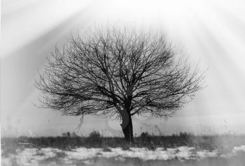 Dramatic single lone tree vignette background