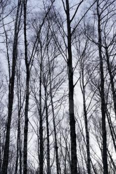 Vertical birch trees trunks nature background 