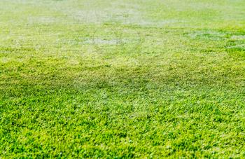 Fresh green grass on football field background hd