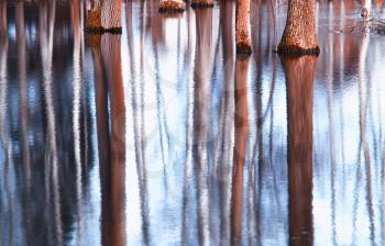 Trees trunk water reflections landscape background hd