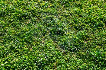 Green grass in park texture background hd