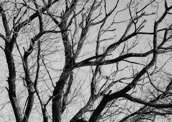Black and white tree branches background hd