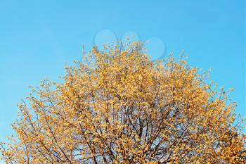 Top crown of autumn tree background