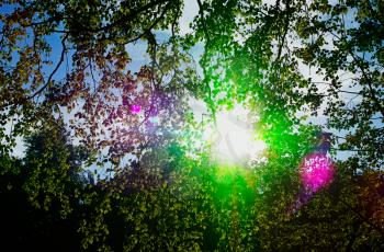 Light rays see through leaves landscape background