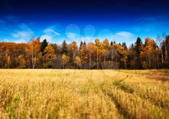 Vivid autumn forest landscape background hd