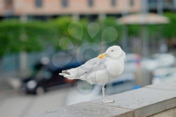 Seagull at Oslo central background hd