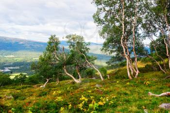 Norway mountain undersized trees landscape background hd