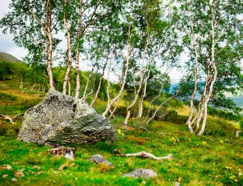 Stone in mountain forest landscape background hd