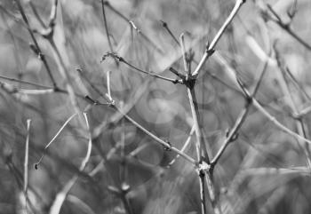 Horizontal bright black and white dramatic dark sparse branches bokeh background backdrop
