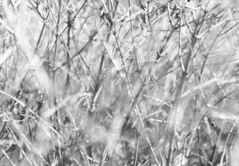 Horizontal bright black and white dramatic branches bokeh background backdrop