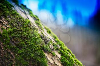 Diagonal moss on tree trunk bokeh background
