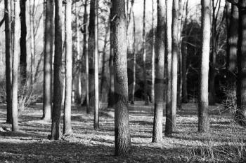 Vertical wild forest tree trunks bokeh background
