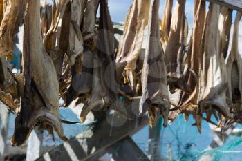 Norwegian dried fish on dryer background hd