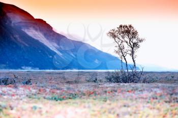 Lonely tree mountain landscape background hd