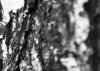 Horizontal bright black and white bokeh tree bark background backdrop