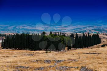Horizontal vivid cypress accumulation landscape background backdrop