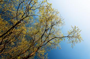 Yellow branches in sunshine