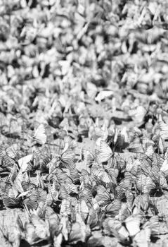 Vertical black and white butterflies flashmob bokeh background