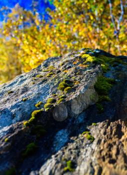 Vertical vibrant Norway moss on rock nature bokeh background backdrop