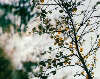 Horizontal vibrant autumn tree branch with sun leak bokeh background backdrop